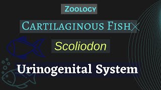 Scoliodon  Urinogenital System  Zoology [upl. by Yawnoc]