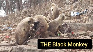 the black monkeyvery cute monkeywatch full videowait for end [upl. by Amuwkuhc]