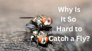 Why Is It So Hard to Catch a Fly [upl. by Iggep]