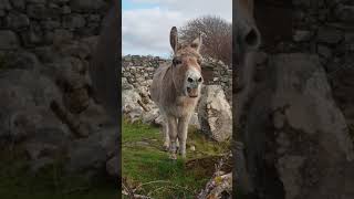 Just a Bit of Donkey Love  Unlikely Animal Friends [upl. by Wyly]