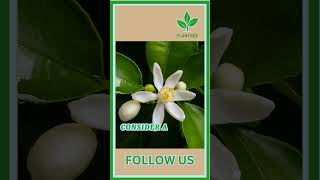 Growing Lemon Trees at Home plant garden gardening plantlife plantcare gardenplant lemon [upl. by Eetsud]