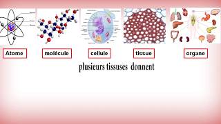 cest quoi la biologie  les notions de base de la biologiecelldelning Biologi  Studise [upl. by Ahsinoj]