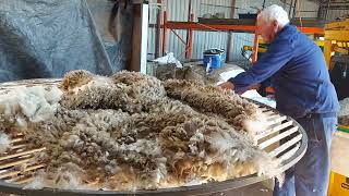 Shearing Merino Sheep at Toodyay Western Australia [upl. by Scotti]