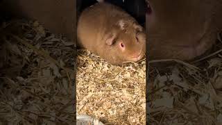 Our Guinea pig chirps like a bird… This happen to anyone else guineapig [upl. by Cusick]