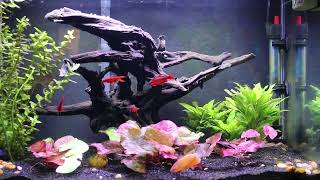 20 Gallon Planted Tank rescape [upl. by Lrem]