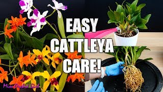 How to Care for Cattleya Orchids  Watering Repotting Reblooming amp more Orchid Care for Beginners [upl. by Lowis]