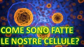 LA CELLULA  Come è fatta Quali sono le sue componenti principali  FACILE [upl. by Madlin122]