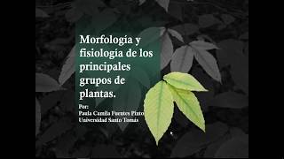 CARACTERÍSTICAS MORFOLÓGICAS Y FISIOLÓGICAS DE LOS ALGUNOS GRUPOS DE PLANTAS [upl. by Adlei193]