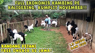 HARGA 15 JUTA FREE ONGKIR SE JAWA KEPALA MERAH KAMBING PE KALIGESING [upl. by Zak]