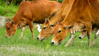 These cows are happily living wild on the edge of the green village forest [upl. by Nesyt]