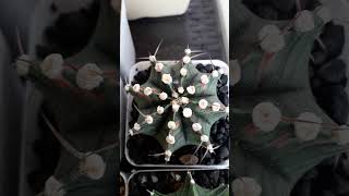 gymnocalycium variegated cactus cactuslover garden plantlover plants plantita [upl. by Thibaut478]