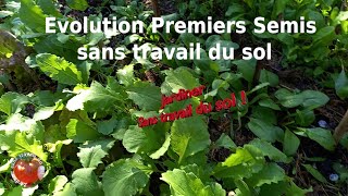 Évolution des premiers semis sans travail du sol [upl. by Valery537]