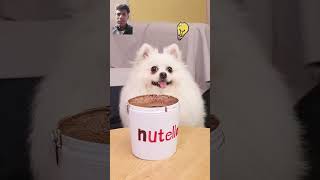 smartnico choco nico nicoo funny pets cute funnydog dog funnyanimal [upl. by Dahraf879]