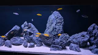 Acquario Malawi full mbuna 240x60x60 121124 [upl. by Ethelred]