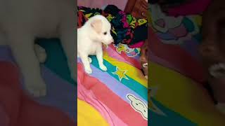 😂Pappy வாந்தியே எடுத்துட்டா 🤮funny dog pet shortsvideo [upl. by Timi116]