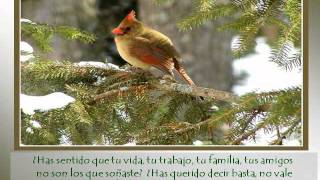 El pajaro canta hasta morir [upl. by Urban]