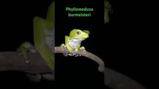 Phyllomedusa burmeisteri [upl. by Lauri]