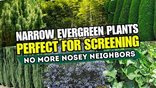 7 Narrow Evergreen Plants That Are PERFECT for Screening 🌲  NO MORE NOSEY NEIGHBORS 💚 [upl. by Ahsakal]