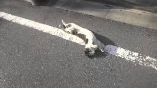 最強に人懐こい野良猫、人懐こさが新たなステージに突入する The friendliest stray cat epsode5 [upl. by Asseralc]