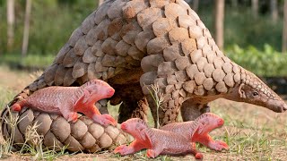 How Pangolin Gives Birth To Cute Baby [upl. by Mok960]