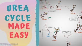 UREA CYCLE MADE EASY 2020  METABOLISMS MADE SIMPLE [upl. by Tommy]