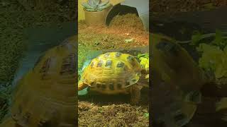 Trunky the Horsefield Tortoise just another day shorts short cute pets love [upl. by Kappenne]