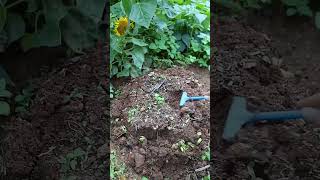 Make bean sprouts in garden shorts plantingtips [upl. by Bodrogi621]