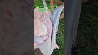 arashan meat sheep gosht animals sheepworld goat sheeps lamb sheepandgoats [upl. by Haneekas]