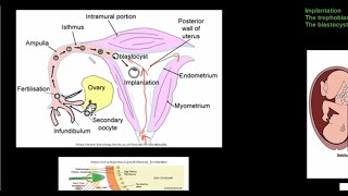 Grade 12 Life Sciences Human Reproduction Part 4 [upl. by Briny700]