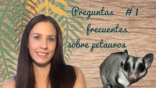 Preguntas frecuentes sobre petauros 1 ¿Se bañan ¿A qué hora se levantan ¿Pueden estar solos [upl. by Noscire]