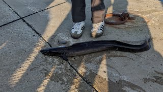 CONGER FISHING  Summer Conger Eel Fishing at Harbour [upl. by Thomey]