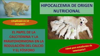 Hipocalcemia de origen nutricional en cahorros gatitos y hembras en lactancia [upl. by Ribaj]