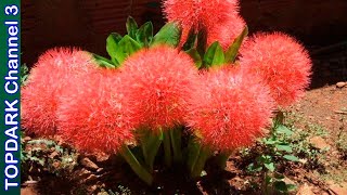 10 Variedades de Haemanthus [upl. by Jamey]