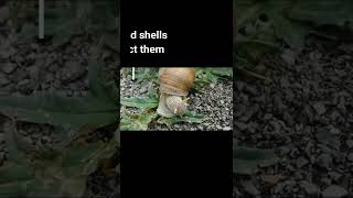 shortsmollusca Invertebratesyoutubeshorts MOLLUSCAnimationmolluscs [upl. by Irrahs]