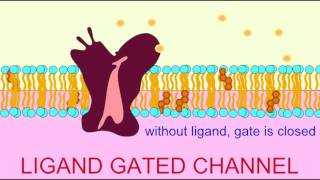 VISUAL PHOTOTRANSDUCTION RHODOPSIN FUNCTION [upl. by Ahsiemaj684]