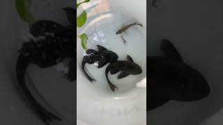 Cascudocara fish top fishworld viralvideo aqualovers fishlover fishing fishtank aquarium [upl. by Eart751]