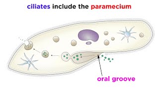 Unicellular Life Part 2 Archaea and Protists [upl. by Reh633]