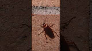 American Cockroach wiggles its antennae and palps [upl. by Coray]