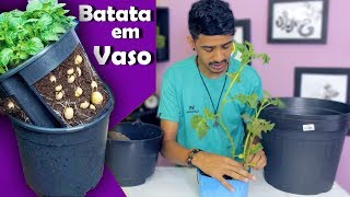 Como Plantar Batata em Vaso Fácil e Rápido 2 [upl. by Yenahteb]