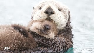 A Baby Sea Otter on Wild Alaska  BBC America [upl. by Betsey]