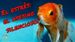 Cómo eliminar el stress en tus peces [upl. by Bethanne]