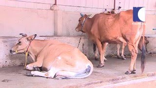 Making Money from Dairy amp Cow Farm  HARITHAM SUNDHARAM 25 03 2016 PART 01  Kaumudy TV [upl. by Mcgraw812]