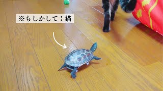 【腹筋崩壊】スケボーの使い方がプロ過ぎて笑うwww【A big laugh at Sergeant Turtle a professional skateboarder】 [upl. by Rochette]