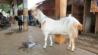 HARGA INDUKAN JUMBO SUPER TERBARU PASAR KAMBING JETIS PONOROGO [upl. by Auhoj24]