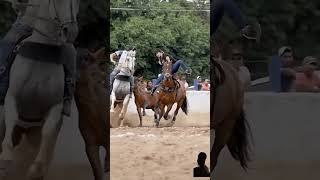 horse equestrian horseriding rodeo horselover alk00n soundhorse animalsounds cowhorse h [upl. by Irreg191]