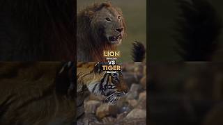 Lion vs Tiger [upl. by Airb]