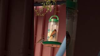 Bird Feeder🦜Amazonterracegarden birdfeeder organic youtubeshorts trending nature satisfying [upl. by Amairam]