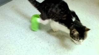 Corky the Cradle Cat goes for a walk in the hospital [upl. by Carolina]