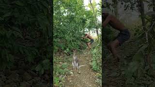 Tribal shooter congaroo My village jungle vfx funny shorts video onlineshooter tikamvfx jungle [upl. by Dowzall181]