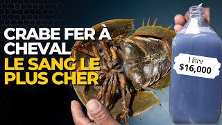 POURQUOI LE SANG DU CRABE FERRURE ESTIL SI PRÉCIEUX [upl. by Ydner350]